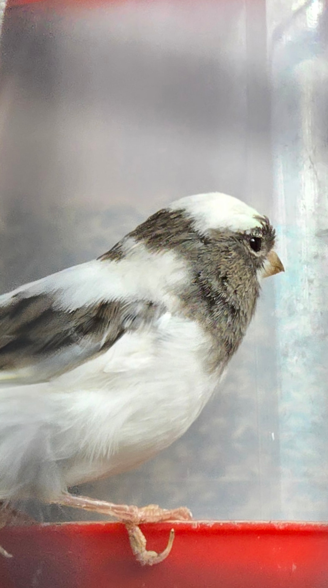 Grau-weiß gescheckter Kanarienvogel im Profil