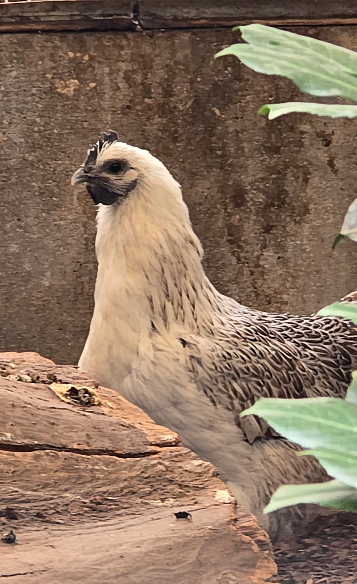 Helles Huhn mit gesperbertem Rücken