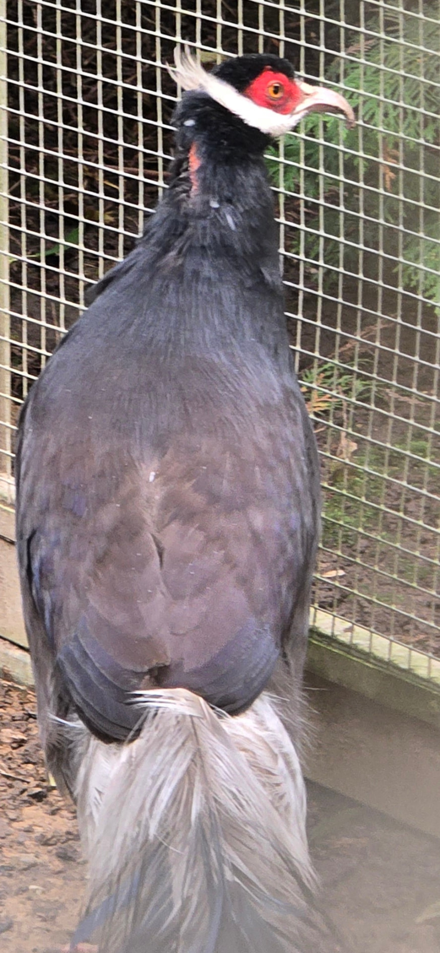 Blauer Ohrfasan