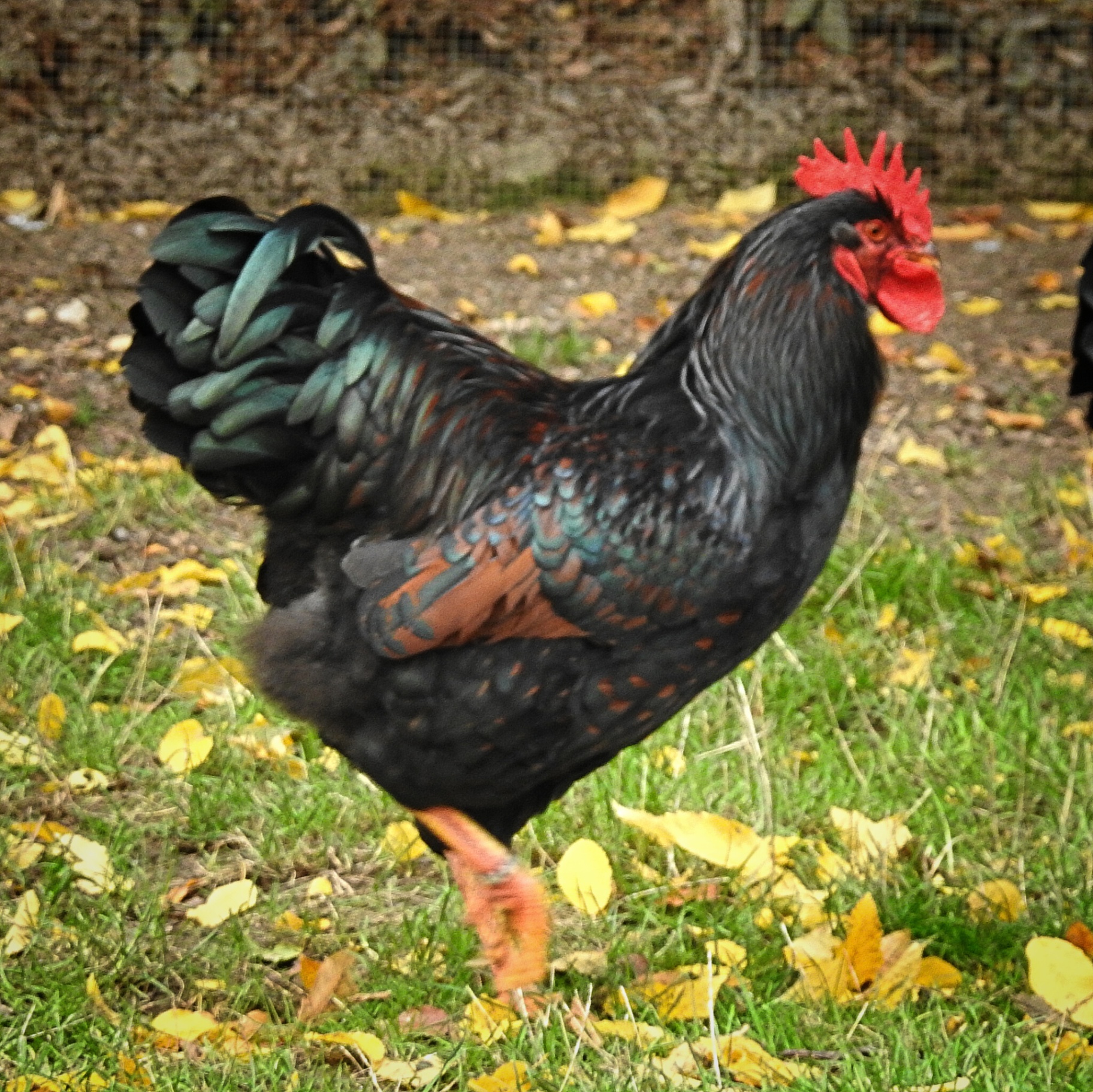 Schwarzer Hahn mit grün schimmerndem Gefieder im Auslauf