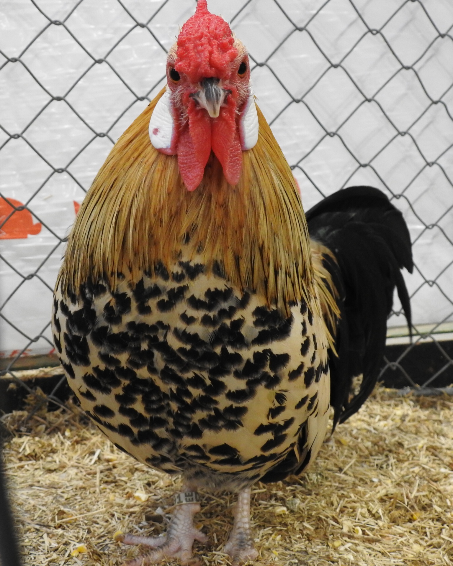 Goldfarbener Rassehahn in der Ausstellung